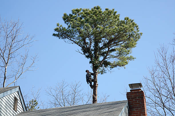 Best Tree Risk Assessment  in USA