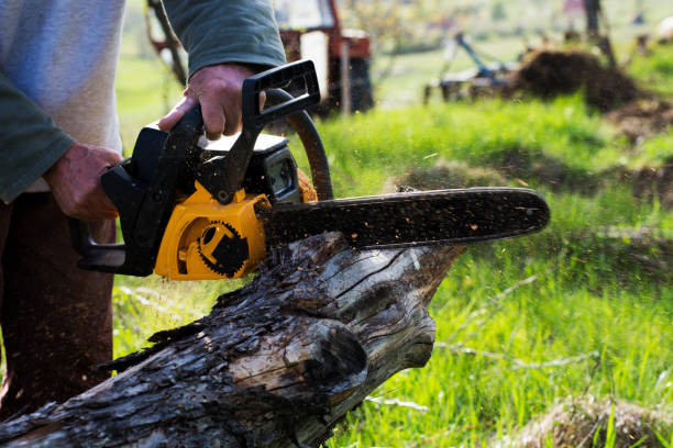 Best Tree Removal Service  in USA